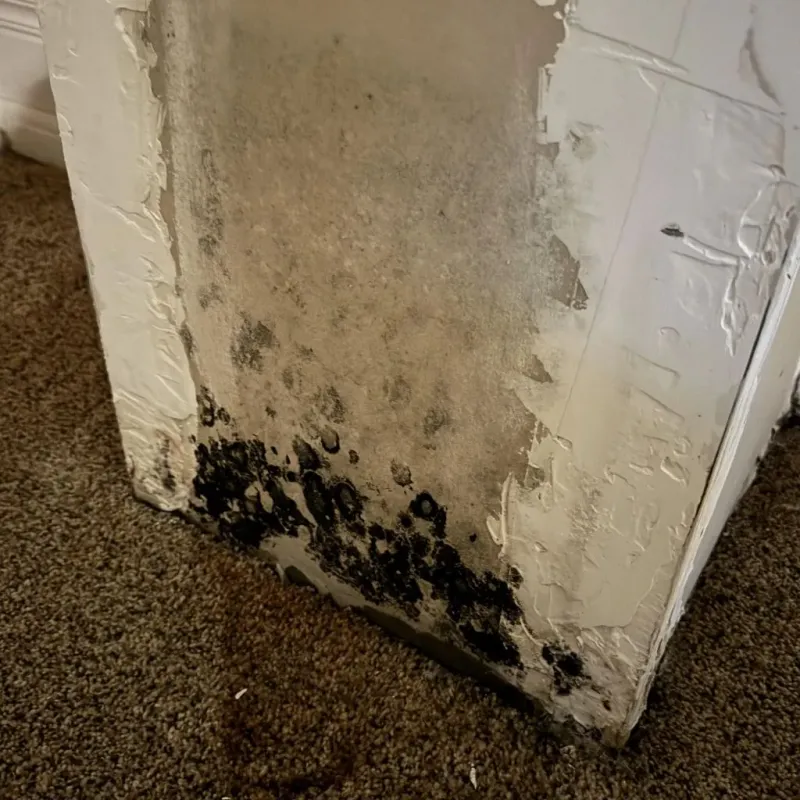 Professional Mold Removal in New City, IL